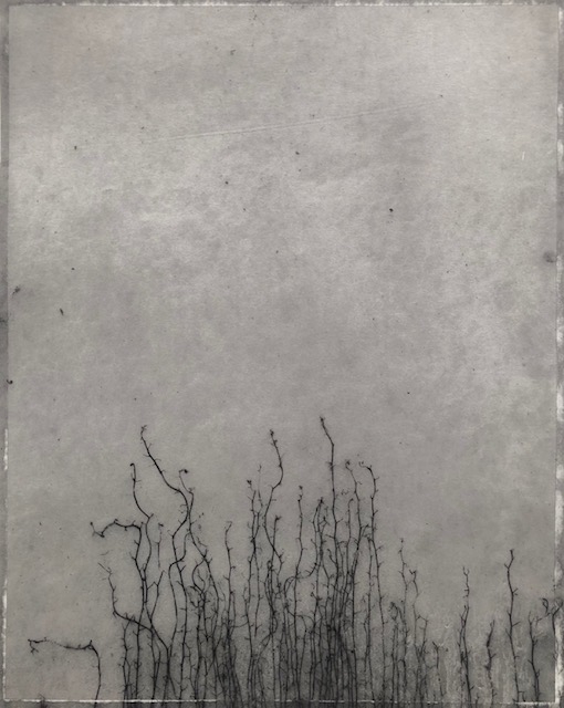 Untitled, Weed series (12)